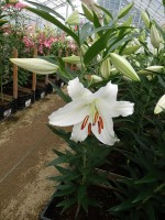 [5278 Nova Zenbla EVR No01.JPG]